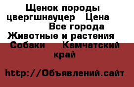 Щенок породы  цвергшнауцер › Цена ­ 30 000 - Все города Животные и растения » Собаки   . Камчатский край